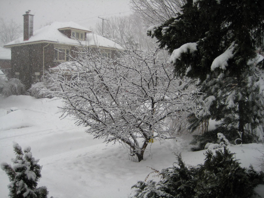 Shooting the Messenger - Front yard winter